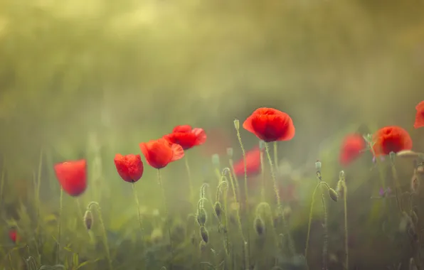Картинка лето, цветы, красный, поляна, мак, маки, зеленый фон