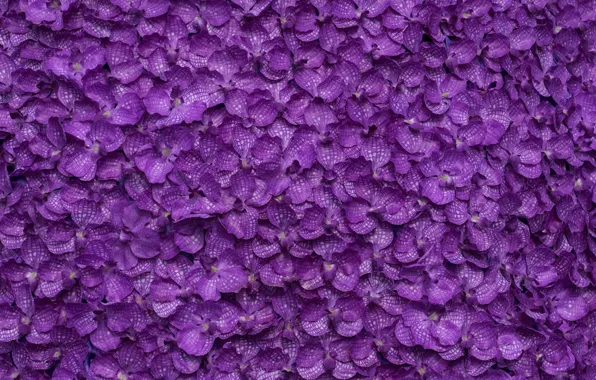 Цветы, фон, лепестки, фиолетовые, background, purple, petals, floral