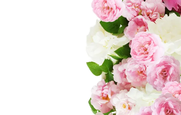 Розы, розовые, Roses