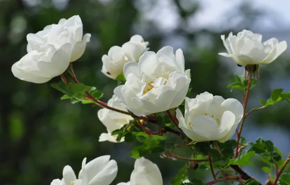 Картинка цветы, ветки, розы