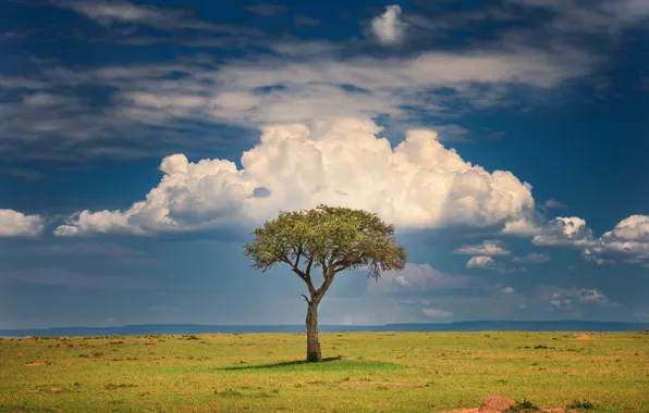 Облака, дерево, саванна, clouds, tree, Кения, savannah, Kenya