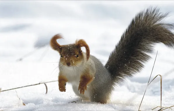 Животные, белка, ушанка, смешная, animal, funny, squirrel, flaps