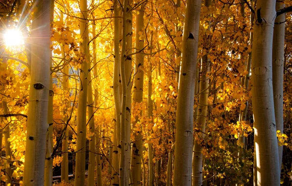 Картинка осень, лес, листья, лучи, свет, Колорадо, ствол, США