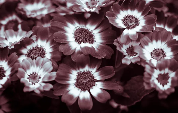 Цветы, природа, фон