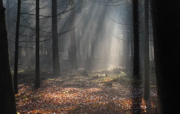 Картинка осень, лес, лучи, свет, природа, листва