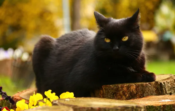 Кошка, кот, взгляд, цветы, поза, черный, пень, мордашка