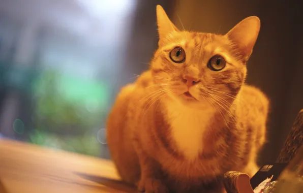 Кошка, глаза, кот, стол, фон, стена, портрет, окно
