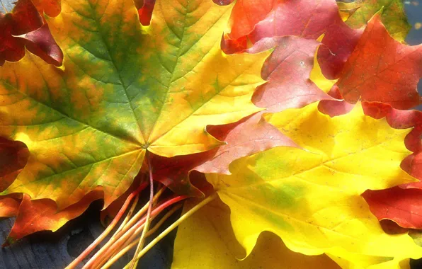 Осень, листья, желтый, клен