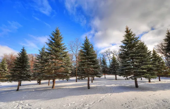 Картинка зима, лес, небо, облака, снег, деревья, следы, ель