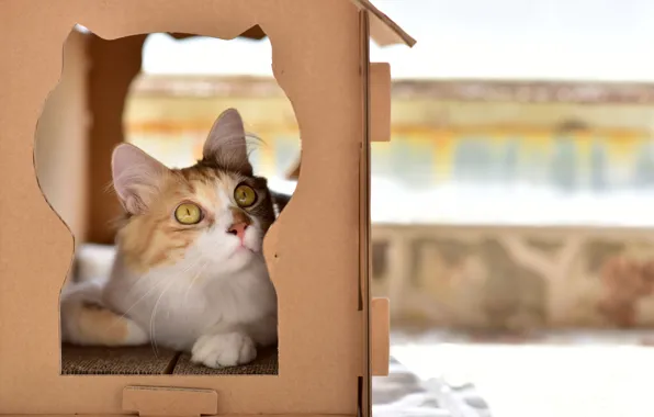 Кошка, взгляд, фон