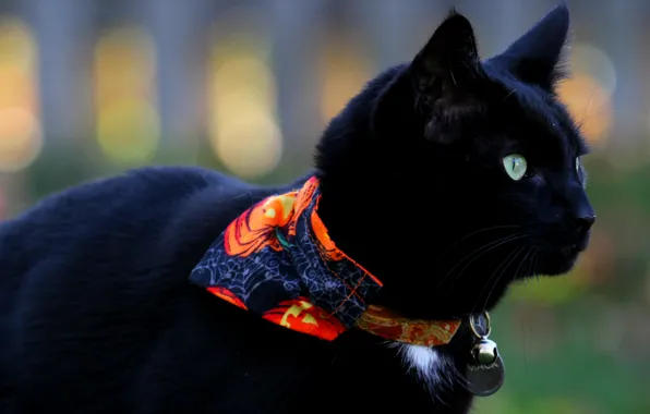 Картинка кошка, кот, черный, кошак