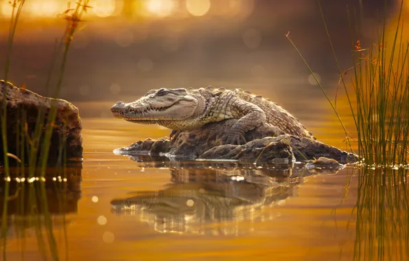 Картинка крокодил, crocodile, Milan Zygmunt