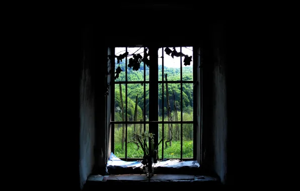 Лес, окно, черный фон