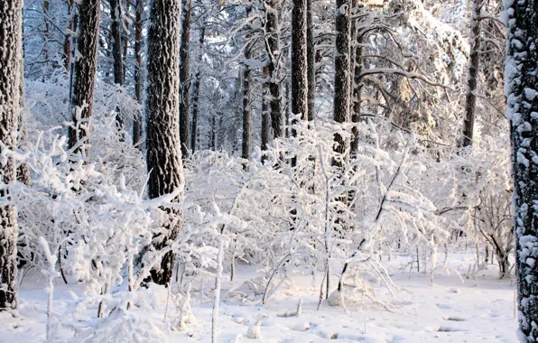 Картинка зима, лес, свет, деревья, день, сугробы, кусты
