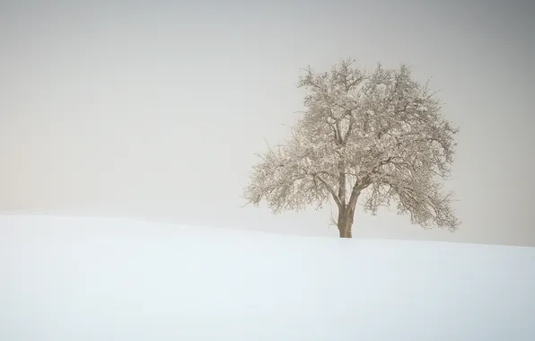 Снег, туман, дерево