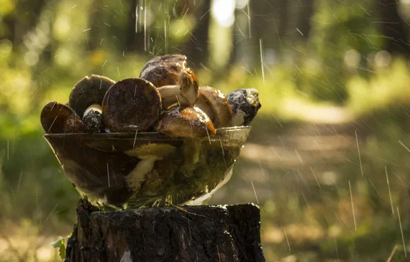 Картинка стекло, вода, капли, фон, дождь, обои, грибы, тарелка