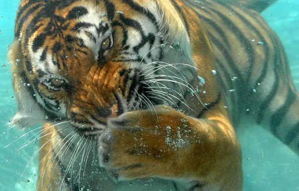 Картинка тигр, океан, полосатый, Под водой, хищник.