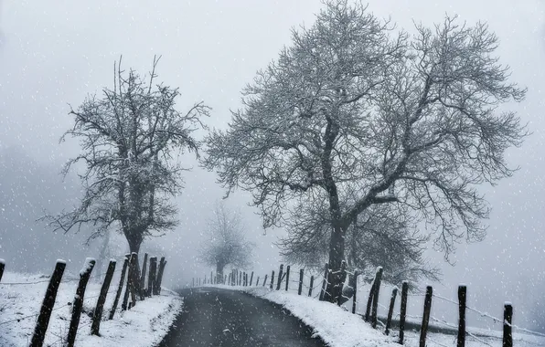 Картинка зима, дорога, белый, снег, деревья, ветки, чёрный, ограда