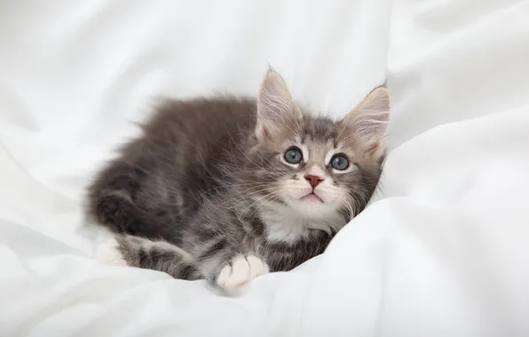 Кошка, взгляд, поза, котенок, мордашка