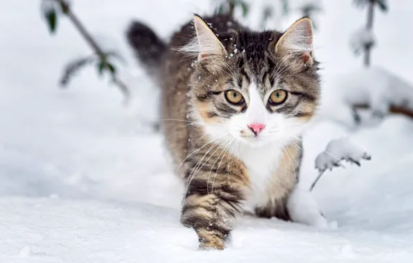 Зима, взгляд, снег, природа, Кошка, мордочка, пушистая
