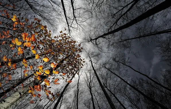 Картинка осень, небо, листья, деревья, тучи