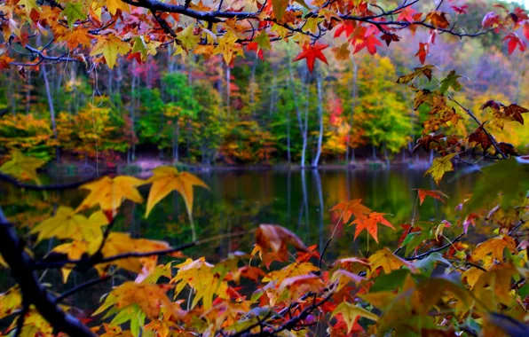 Картинка осень, листья, макро, пейзаж, природа