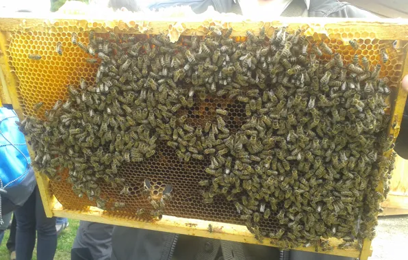 Honey, yellow, flight, insect, bee, more, many, bees