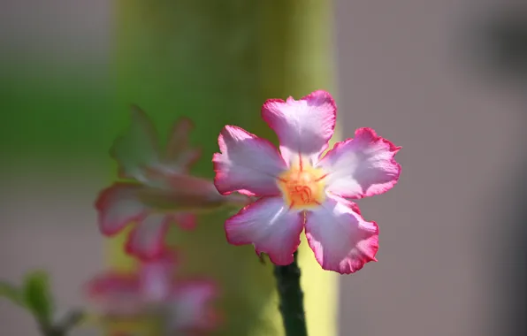 Green, pink, Wallpaper 4k, Flower 4K, Adenium
