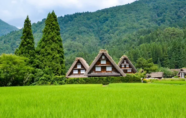 Картинка лето, пейзаж, природа, холмы, дома, Япония, городок, леса