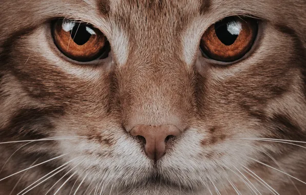 Кошка, кот, взгляд, морда, портрет, рыжий, желтые глаза