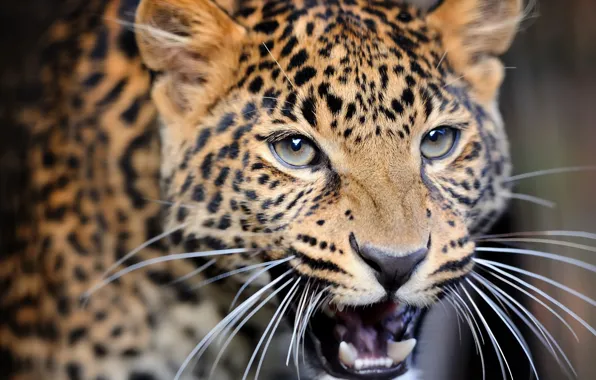 Крупный план, размытость, леопард, дикая кошка, leopard, animals, nature, боке