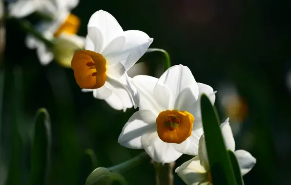 Цветы, весна, нарциссы
