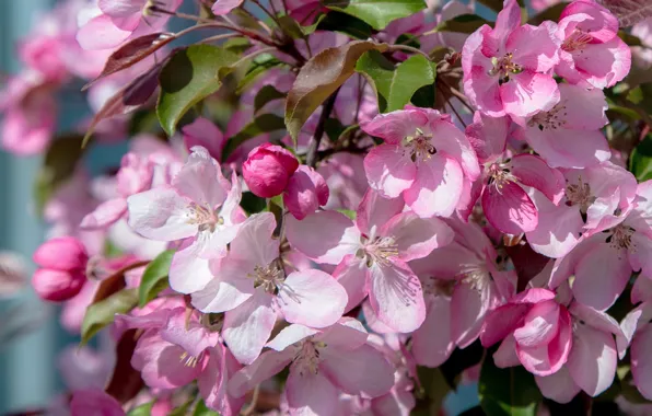 Картинка дерево, розовый, весна, цветение