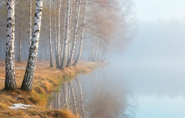 Вода, туман, весна, березы