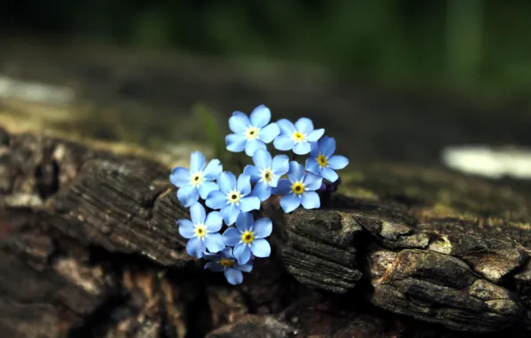 Цветы, дерево, голубой, коричневый, незабудки