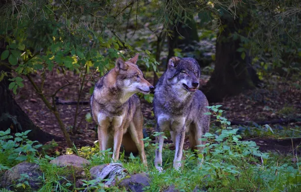 Nature, snow, predator, face, animal, wolf, wolves, wildlife