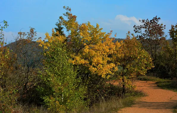 Осень, деревья, горы, природа, дорожка, Nature, trees, landscape