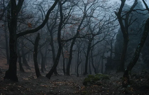 Лес, деревья, природа, туман, Norbert Buduczki
