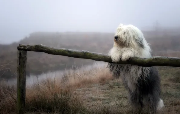 Картинка природа, туман, собака