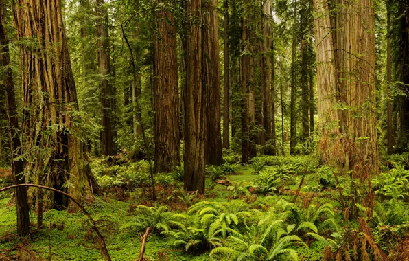 Картинка лес, трава, деревья, Калифорния, США, папоротник, Redwood National And State Parks