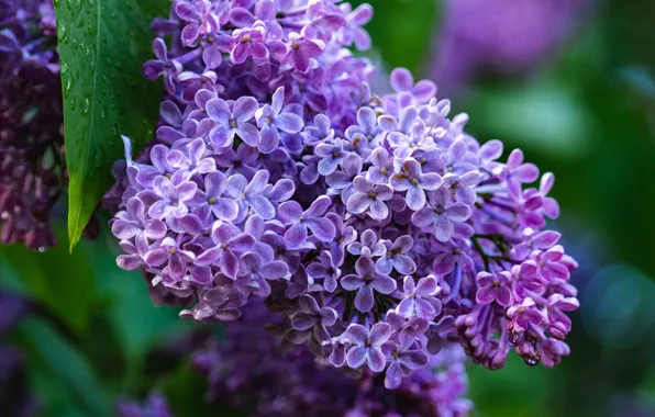 Картинка листья, капли, макро, цветы, весна, цветение, сирень, боке