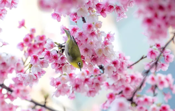 Цветы, ветки, природа, дерево, птица, весна, сакура, розовые