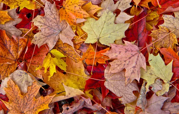 Осень, листья, природа, клен