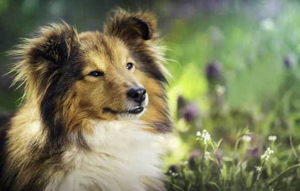 Взгляд, друг, собака