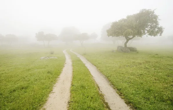 Картинка дорога, лето, трава, деревья, туман, камни, утро