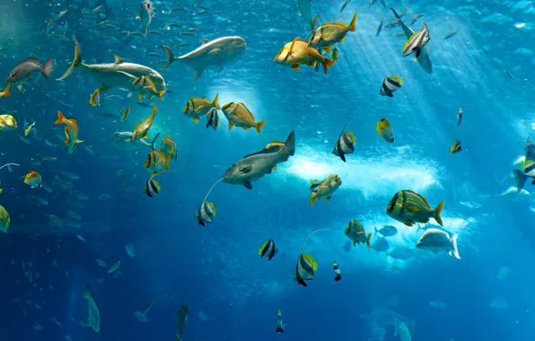 Море, океан, рыба, под водой, underwater, sea, ocean, fish