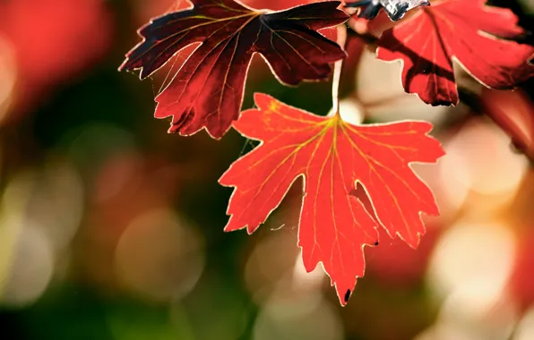 Картинка осень, макро, блики, листва, ветка
