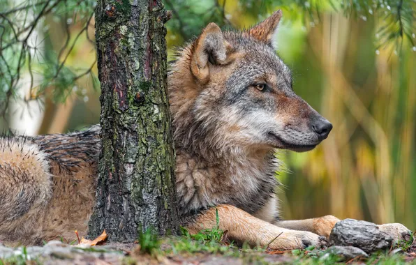 Nature, predator, animal, wolf, wildlife, portrait, portrait., Canis lupus. face