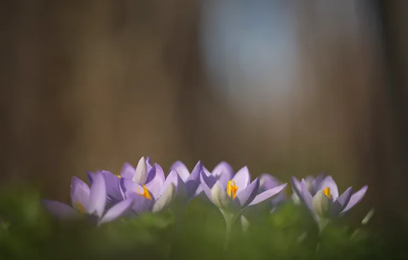 Цветы, природа, весна, крокусы, первоцветы