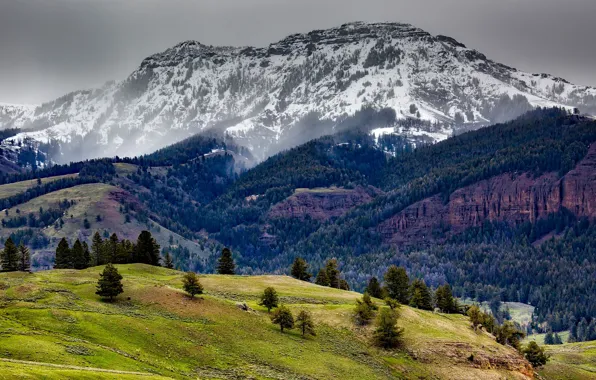 Лес, снег, деревья, горы, скалы, США, Yellowstone National Park